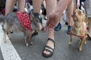 Pot-Bellied Pig Pot-Bellied Pig