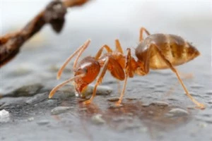 Crazy Ants