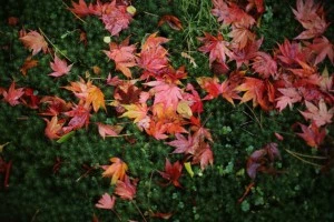 fall foliage