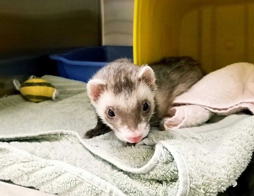 Photo courtesy of KV Humane Society