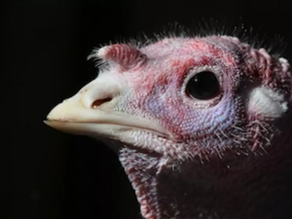 Hunters Asked to Step up Game Meat Donation as Holidays Near