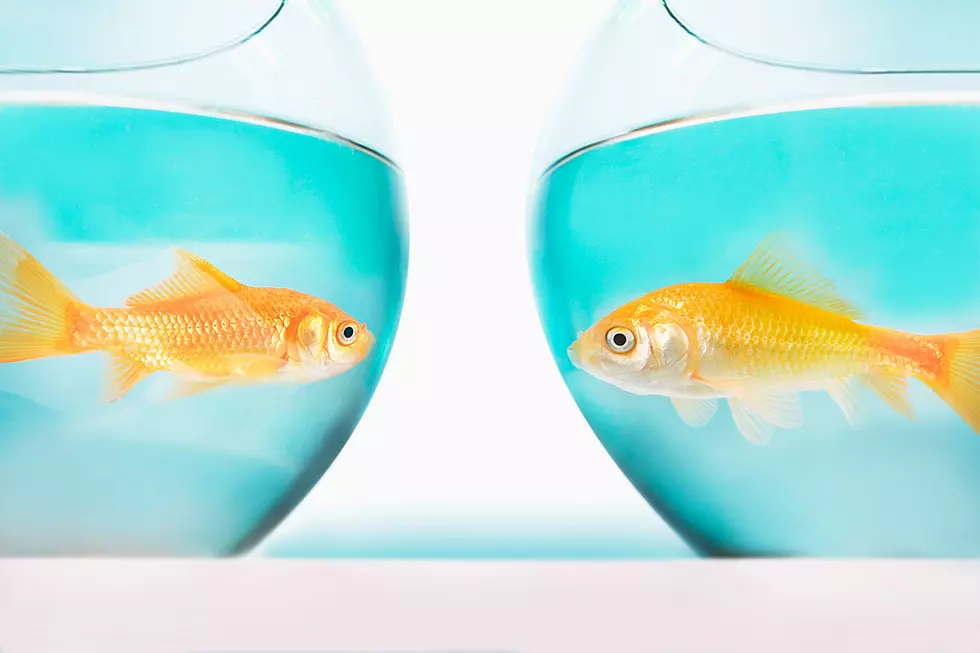 Brother Pulls A-Plus Joke By Replacing Sister’s Goldfish With Carrots