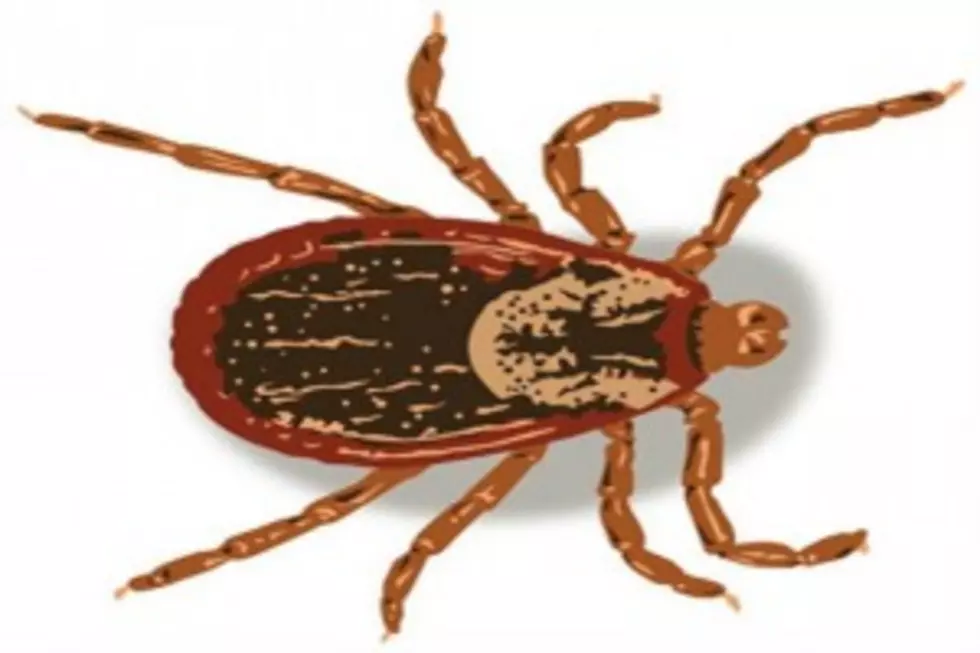 Minnesota Wood Tick Race