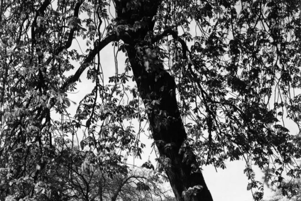 The Tallest Chestnut Tree in North America Found in Maine