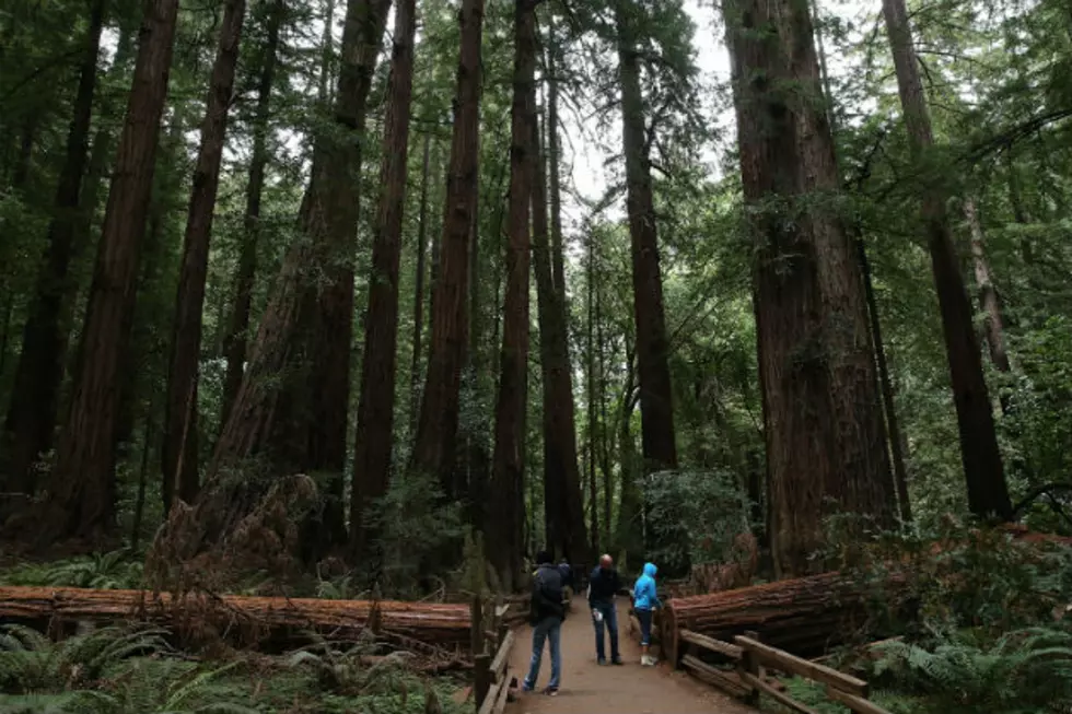 Giant Sequoia the ‘Tunnel Tree’ Falls During Northern California Storm