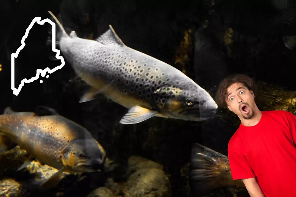 The Largest Fish Ever Caught in Maine Was a Real Whopper