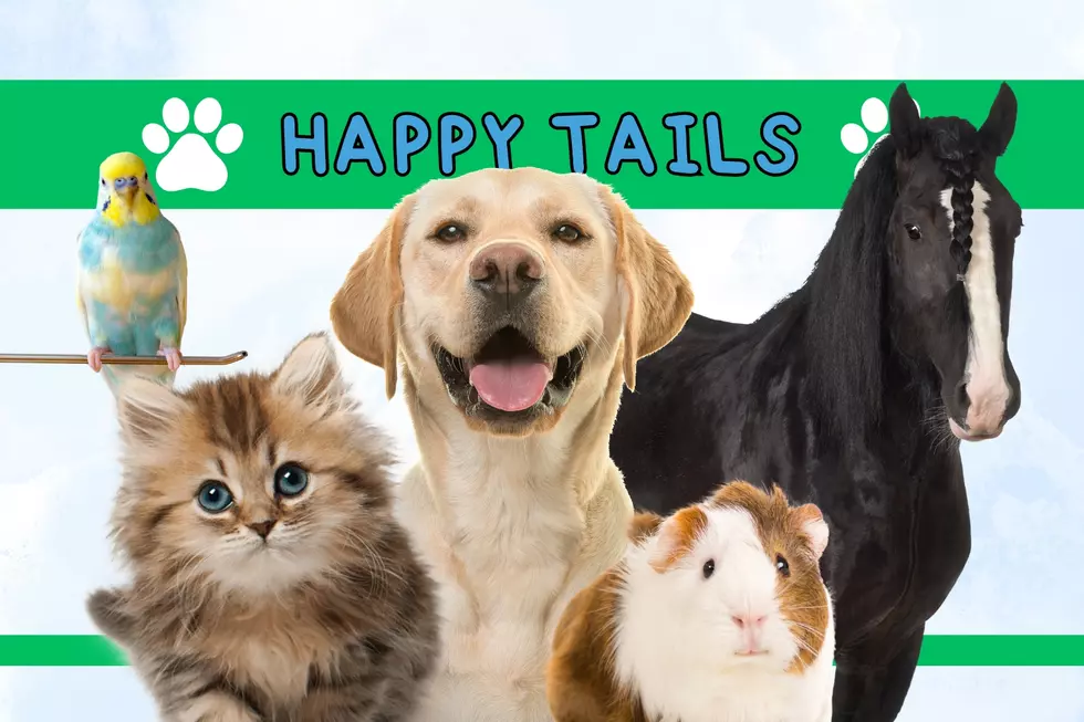 Happy Tails: Share Your Maine Pet Story and Win a $500 Gift Card
