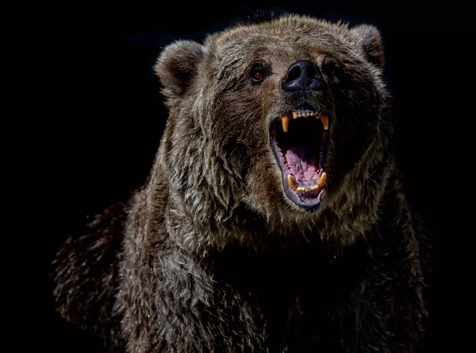Maine Woman Bitten After She Punches Black Bear