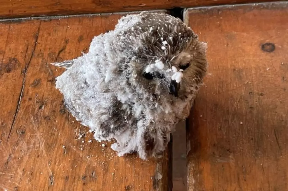 Tiny Owl Rescued From Extreme Weather at the Summit of Mt. Washington Needs a Name