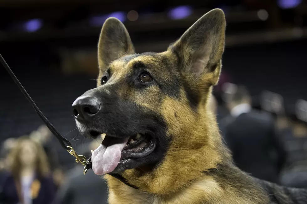 TSA Dogs Up For Adoption