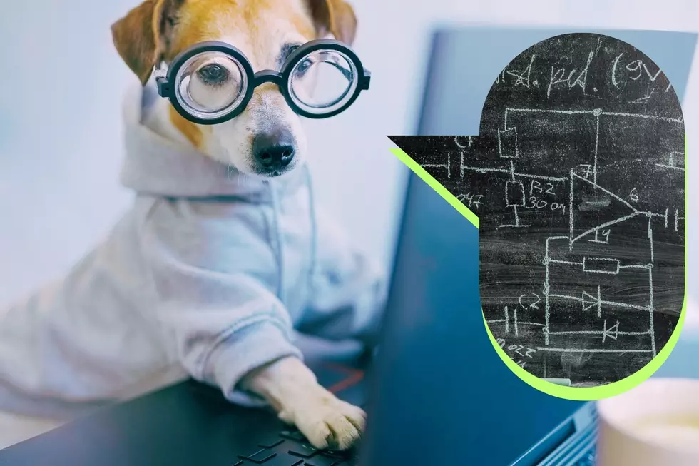 6 of the Smartest Animals in the US Live In New Hampshire, Maine